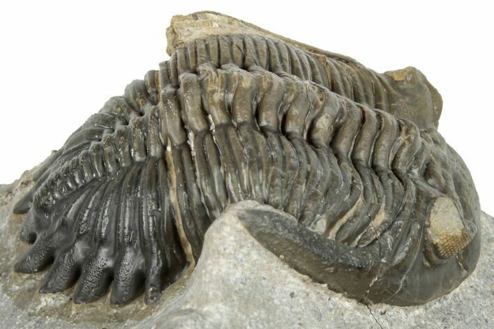 Detailed Hollardops Trilobite Fossil - Ofaten, Morocco #273422